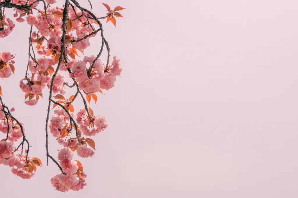 按摩刷：居家養生保健的必備小幫手